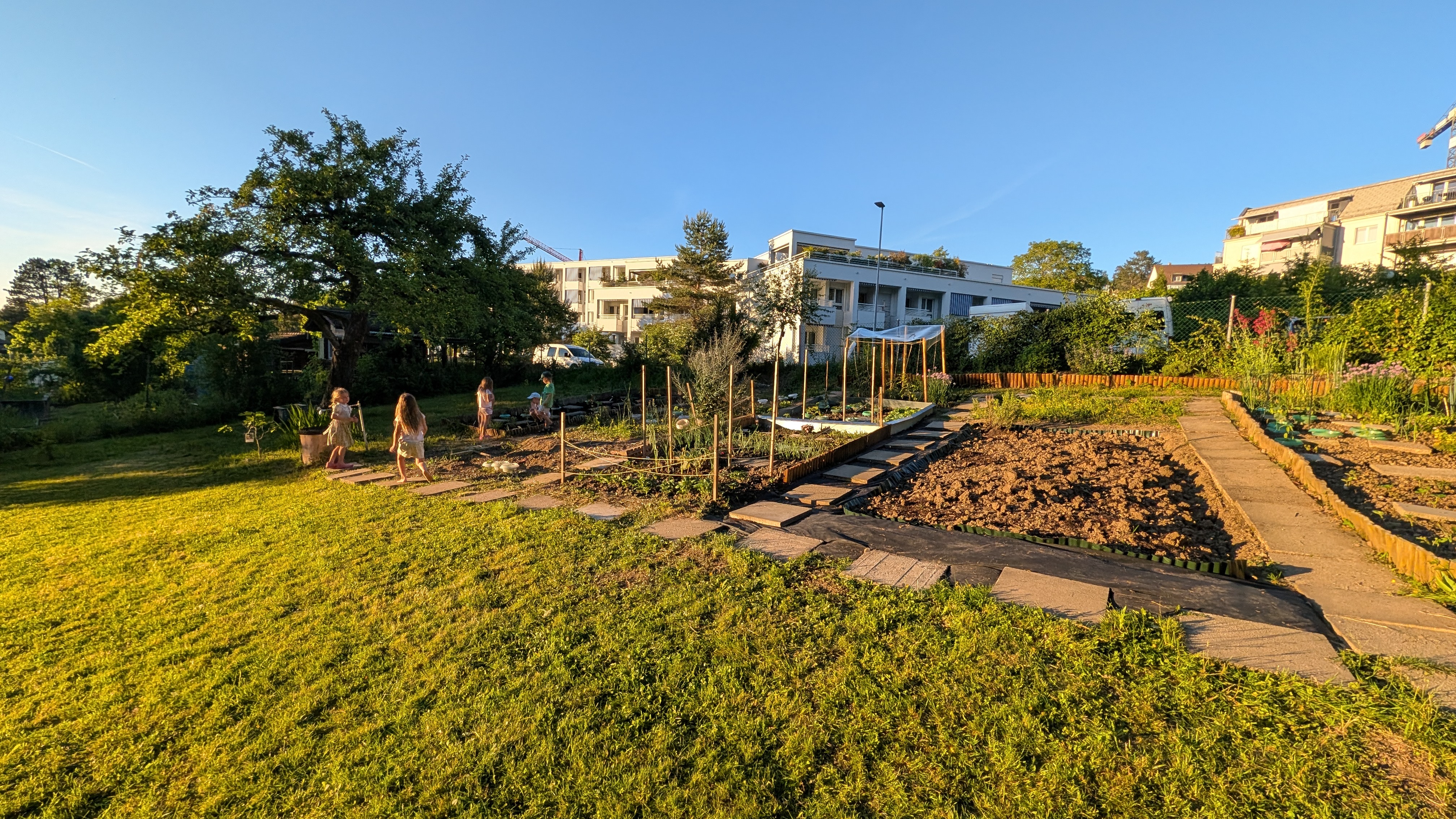 Sonniger Abend im Familiengarten Rehalp mit spielenden Kindern und Gemüsebeeten